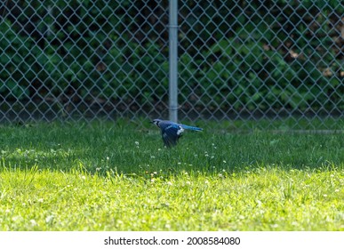 Blue Jay Flying Over Grass