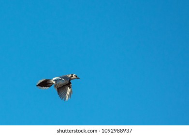 Blue Jay Flying Over Head