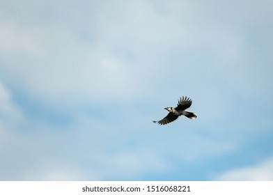 Blue Jay Flying Over Head