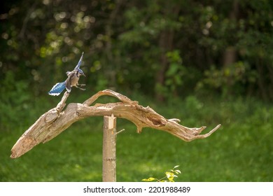 Blue Jay Flying Over A Log