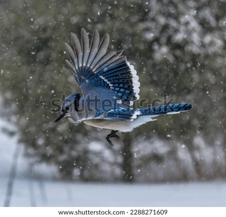 A Blue Jay Flying Through the Snow