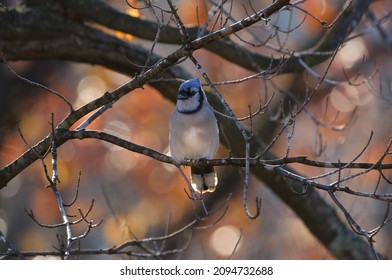 Blue Jay In Forest During Autumn