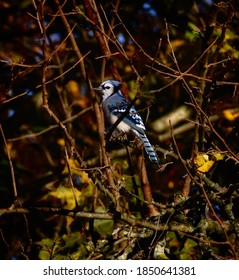 Blue Jay in einem Wald in der Nähe von Landschaften 