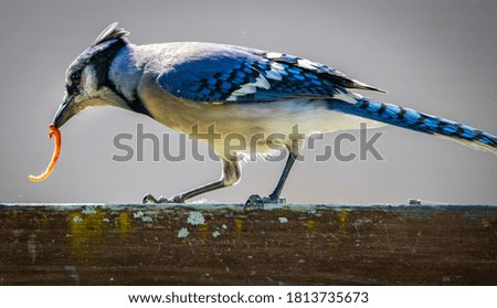 Blue Jay getting some lunch
