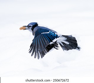 Blue Jay Got A Peanut In Winter
