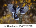 A Blue Jay Landing on a Tree Stump