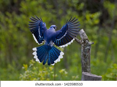 Blue Jay Flying High Res Stock Images Shutterstock