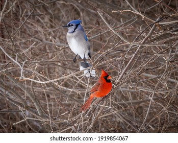 1,375 Cardinal scene Images, Stock Photos & Vectors | Shutterstock