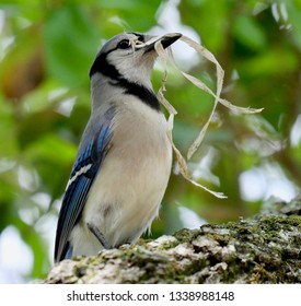 Birds In Fl Parks Images Stock Photos Vectors Shutterstock