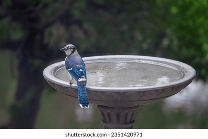 Blue Jay on bird bath