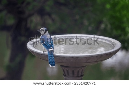 Blue Jay on bird bath