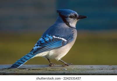 A Blue Jay on a Fence - Shutterstock ID 2242531437