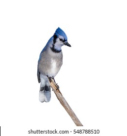 Blue Jay On White Background In Winter, Isolated