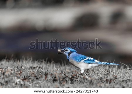 Blue jay is a passerine bird in the family Corvidae, native to eastern North America- Cyanocitta cristata