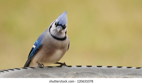 Blue Jay Perched On Edge Of Bird Bath, Isolated Against Background