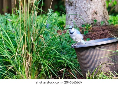 Blue Jay Perched On A Flower Pot