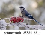 Blue jay perched on a snow-covered branch with red berries