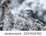 Blue Jay perched on a snow-covered tree branch