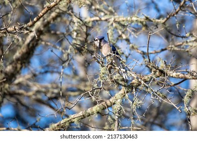 A Blue Jay Perched On A Southern Live Oak Tree