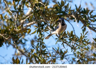 A Blue Jay Perched On A Southern Live Oak Tree