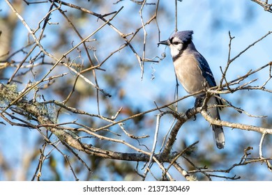 A Blue Jay Perched On A Southern Live Oak Tree