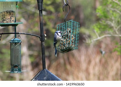 Blue Jay Perched On Suet Feeder