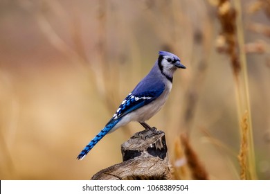 Blue Jay Feather Images Stock Photos Vectors Shutterstock