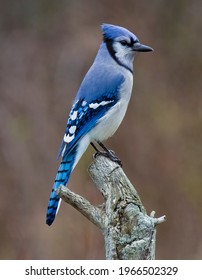 A Blue Jay Perched on a Tree Stump