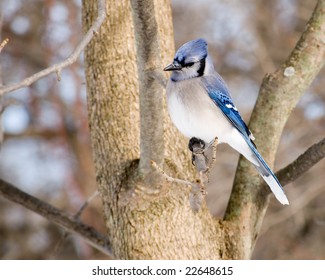 A blue jay perched on a tree branch.