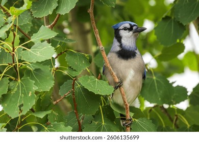 Blue jay perched on a tree branch with green leaves