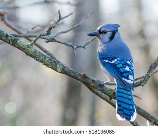 A Blue Jay perched on tree branch.