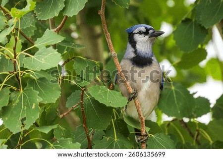 Blue jay perched on a tree branch with green leaves