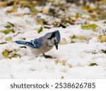 A blue jay is perched in a snowy landscape, its head swiveled to survey its surroundings