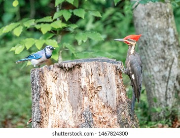 Blue Jay And Pileated Woodpecker In A Standoff.  Territory Fight.  Stare Down