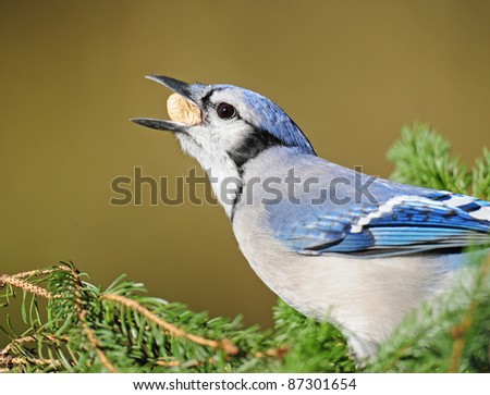 Blue jay in pine branches stuffing a peanut into its craw