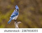 Blue Jay portrait (Cyanocitta cristata) perched on a branch on a beautiful autumn day in Canada