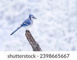 Blue Jay portrait (Cyanocitta cristata) perched on a branch on a beautiful snowy day in Canada