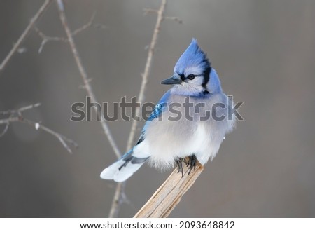 Blue Jay  portrait (Cyanocitta cristata) perched on a branch in winter.
