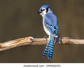  Blue Jay Portrait in Early Spring on Brown Background