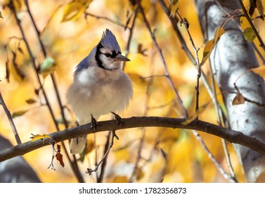 A Blue Jay Ruffling Its Feathers While Perched On A Branch On A Cool Fall Day.
