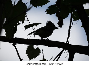 Blue Jay Silhouette On  A Tree Branch