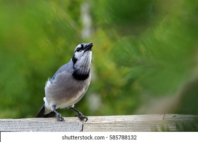 Bird Feeder Plans Images Stock Photos Vectors Shutterstock