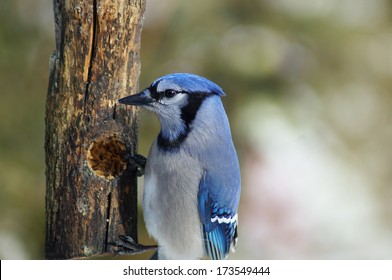 Blue Jay Sitting On Bird Feeder