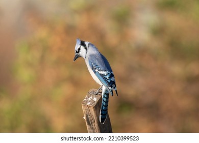 Blue Jay Sitting On Wooden Garden Post