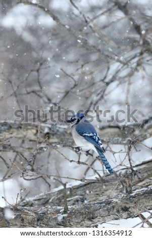 Blue Jay Sitting in a Tree During a Snowfall