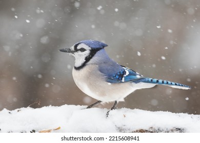 Blue Jay In The Snow