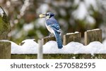 Blue Jay in the Snow Snowing Winter Seasons Snowflakes Backyard Bird Watching