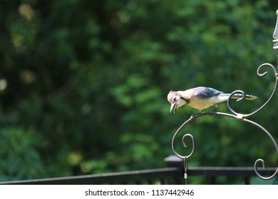 Bluejay Bird Images Stock Photos Vectors Shutterstock