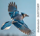 A blue jay spreads its wings, flying across a clear green landscape.