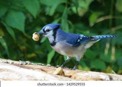 Blue Jay Bird Images Stock Photos Vectors Shutterstock